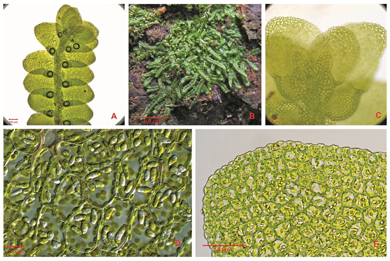中国苔鲜植物特有新属：高鳞苔属（Gaolejeunea）
