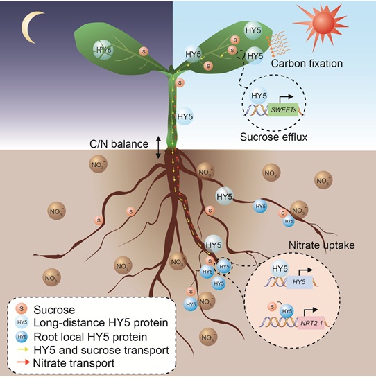 长距离运输HY5蛋白在维持植物碳-氮平衡和适应可变光环境的作用模式图