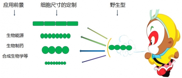 水生所张承才团队在PNAS报道蓝藻细胞生物学研究重要进展