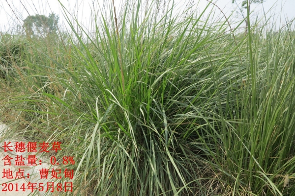 遗传发育所长穗偃麦草滨海草带研究取得新进展