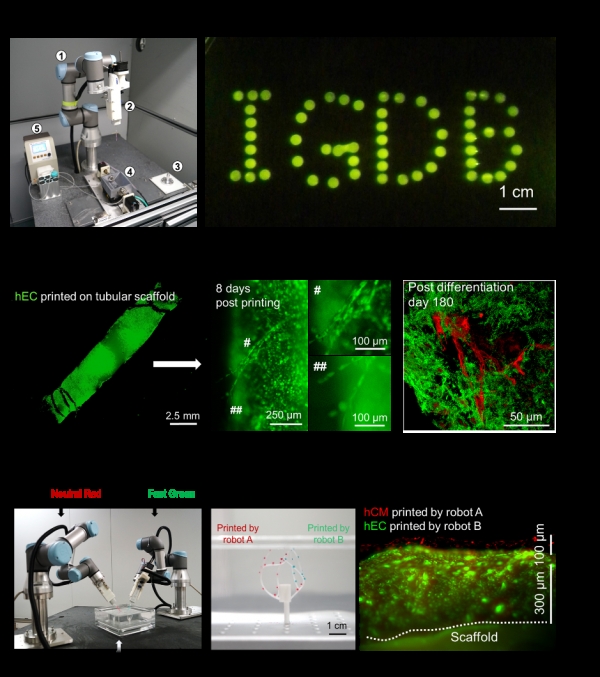 遗传发育所突破传统生物3D打印技术局限-王秀杰研究组合作开发新型生物3D打印体系