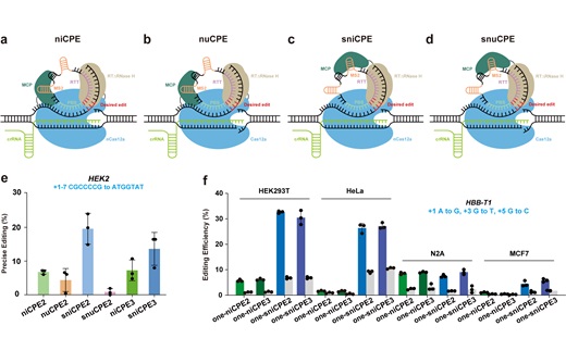 基于环状RNA开发的CRISPR-Cas12a引导编辑系统.jpg