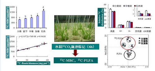 图1 水稻光合碳向土壤微生物生物量和磷脂脂肪酸组分快速转移
